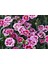 Çin Karanfili – Dianthus Sinensis – Pembe 10 Adet 3