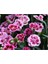 Çin Karanfili – Dianthus Sinensis – Pembe 10 Adet 4