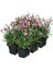 Çin Karanfili – Dianthus Sinensis – Pembe 10 Adet 5