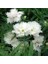 Çin Karanfili – Dianthus Sinensis - Beyaz 20 Adet 4