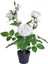 Yediveren Saksılı Beyaz Gül – 20-30CM 5 Adet 1