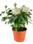 Yediveren Saksılı Beyaz Gül – 20-30CM 5 Adet 2