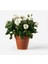 Yediveren Saksılı Beyaz Gül – 20-30CM 5 Adet 4