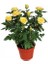 Yediveren Saksılı Sarı Gül – 20-30 cm 40 Adet 1