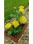 Yediveren Saksılı Sarı Gül – 20-30 cm 40 Adet 4