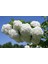 Viburnum Opulus – Yaz Kartopu Bitkisi 3 Adet 1