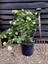 Viburnum Opulus – Yaz Kartopu Bitkisi 3 Adet 5