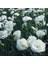 Çin Karanfili – Dianthus Sinensis - Beyaz 10 Adet 1