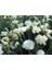 Çin Karanfili – Dianthus Sinensis - Beyaz 10 Adet 3