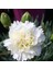 Çin Karanfili – Dianthus Sinensis - Beyaz 10 Adet 5