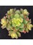 Aeonium Kiwi – Gökkuşağı Sukulent 20 Adet 1