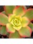 Aeonium Kiwi – Gökkuşağı Sukulent 20 Adet 3