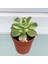 Aeonium Kiwi – Gökkuşağı Sukulent 20 Adet 4