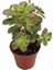 Aeonium Kiwi – Gökkuşağı Sukulent 20 Adet 5