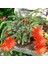 Yılan Kaktüs Chamaecereus Silvestris 10 Adet 1