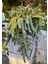 Yılan Kaktüs Chamaecereus Silvestris 10 Adet 2
