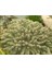 Yılan Kaktüs Chamaecereus Silvestris 10 Adet 3