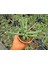 Yılan Kaktüs Chamaecereus Silvestris 10 Adet 4
