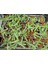 Yılan Kaktüs Chamaecereus Silvestris 10 Adet 5