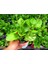 Peperomia Optusifolia Saksılı Bitki 5 Adet 3
