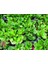 Peperomia Optusifolia Saksılı Bitki 5 Adet 4