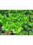 Peperomia Optusifolia Saksılı Bitki 5 Adet 5