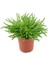 Etli Çalı Senecio – Senecio Himalaya - Senecio Barbertonicus 5 Ad 1