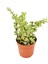 Yeşim Ağacı Çiçeği - Portulacaria Afra Variegata 20 Adet 1