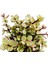 Yeşim Ağacı Çiçeği - Portulacaria Afra Variegata 20 Adet 2