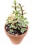 Yeşim Ağacı Çiçeği - Portulacaria Afra Variegata 20 Adet 3