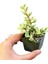 Yeşim Ağacı Çiçeği - Portulacaria Afra Variegata 20 Adet 4