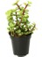 Yeşim Ağacı Çiçeği - Portulacaria Afra Variegata 20 Adet 5