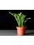 Prenses Çamı - Crassula Muscosa 20 Adet 1