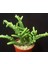 Prenses Çamı - Crassula Muscosa 20 Adet 2