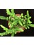 Prenses Çamı - Crassula Muscosa 20 Adet 3