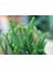 Prenses Çamı - Crassula Muscosa 20 Adet 5