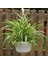 Kurdele Çiçeği – Chlorophytum Comosum 5 Adet 1