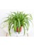 Kurdele Çiçeği – Chlorophytum Comosum 5 Adet 2