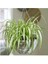 Kurdele Çiçeği – Chlorophytum Comosum 5 Adet 3