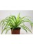 Kurdele Çiçeği – Chlorophytum Comosum 5 Adet 5