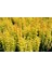 Sarı Berberis – Kadın Tuzluğu – Berberis Thunbergii Maria 3 Adet 4