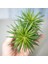 Etli Çalı Senecio – Senecio Himalaya - Senecio Barbertonicus 20 A 2