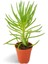 Etli Çalı Senecio – Senecio Himalaya - Senecio Barbertonicus 20 A 3