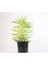 Etli Çalı Senecio – Senecio Himalaya - Senecio Barbertonicus 20 A 4