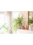 Kurdele Çiçeği – Chlorophytum Comosum 3 Adet 4