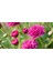 Kasımpatı Krizantem Chrysanthemum Pembe 3 Adet 1