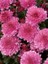 Kasımpatı Krizantem Chrysanthemum Pembe 3 Adet 2