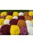 Kasımpatı Krizantem Chrysanthemum Pembe 3 Adet 3