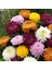Kasımpatı Krizantem Chrysanthemum Pembe 3 Adet 4