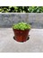 Tespih Çiçeği Senecio Rowleyanus 10 Adet 1